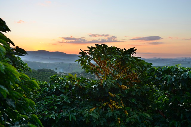 Kawa Świeżo Palona Honduras Stricly High Grown Coffee 100% Atabica